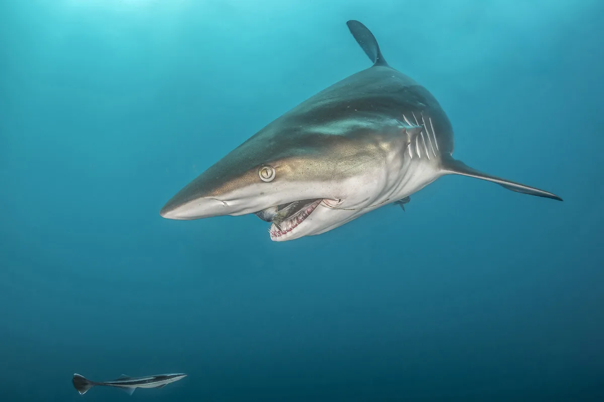 Diving in South Africa — Aliwal Shoal