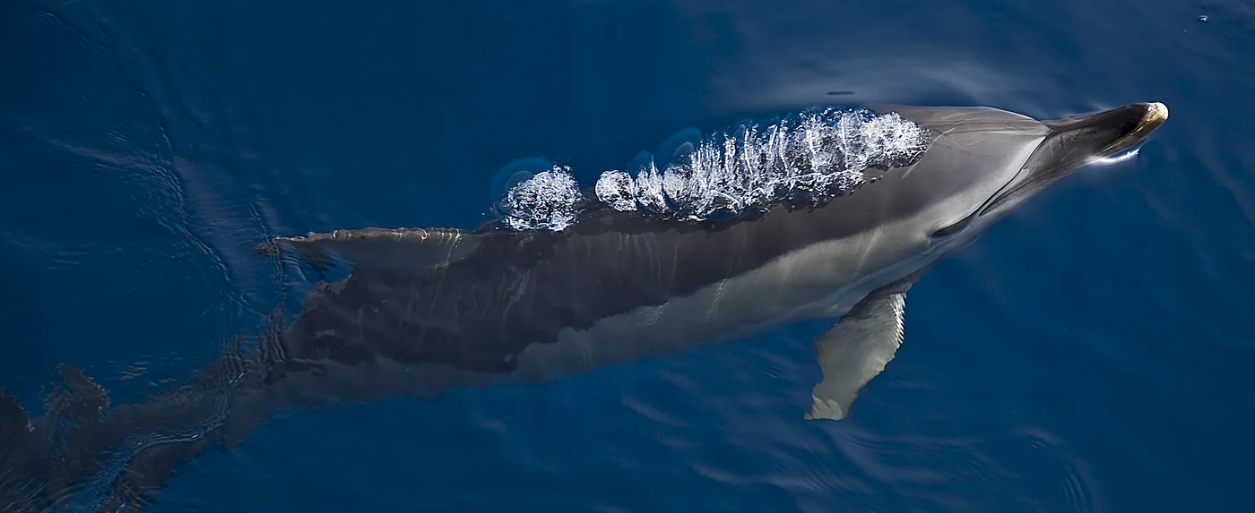 Diving in Greece — Alonissos · Northern Sporades Marine Park