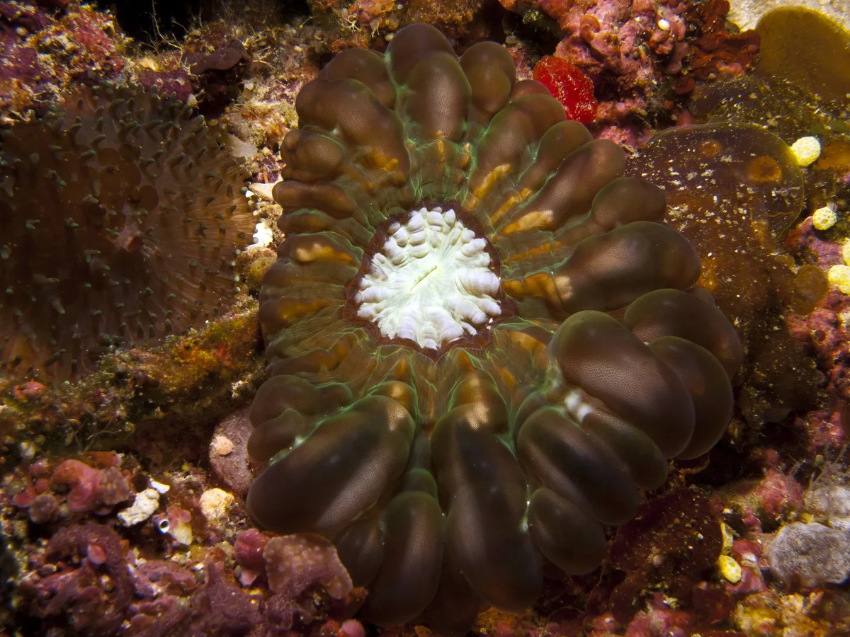 Diving at Alor · Pantar Strait