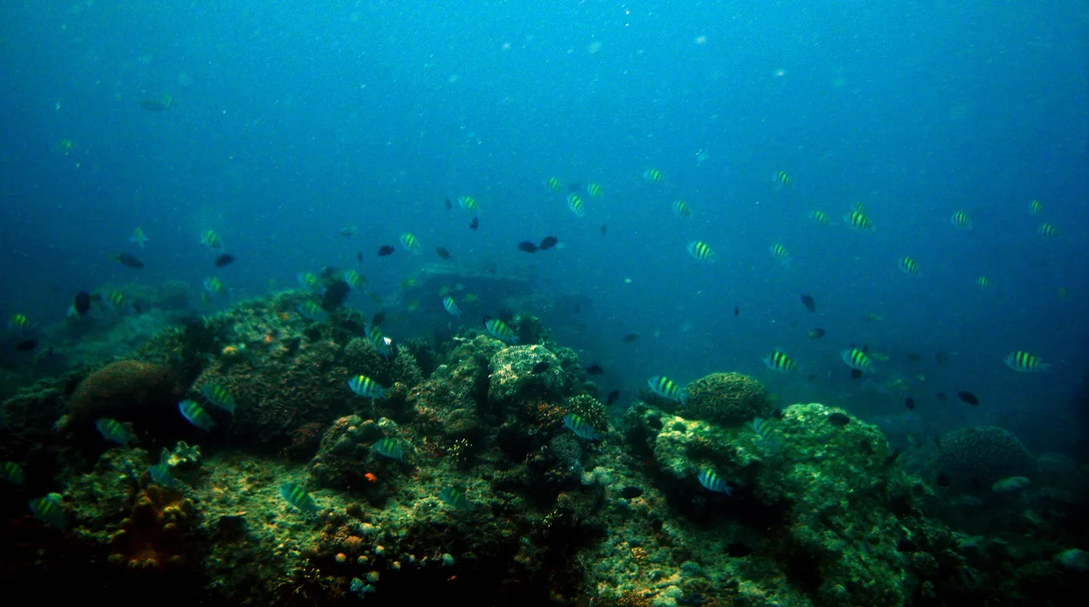 Diving at Anilao · Mabini