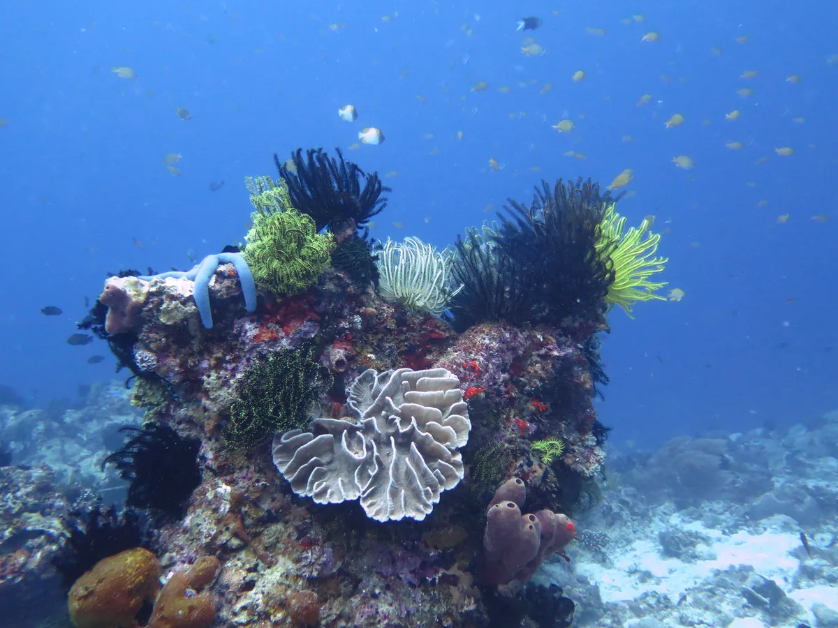 Diving at Apo Island