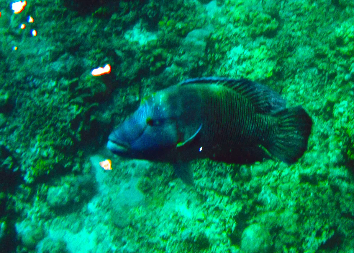 Diving at Apo Reef Natural Park