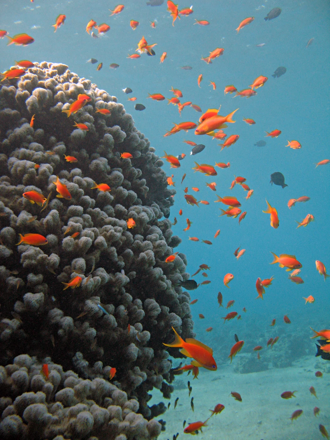 Diving in Jordan — Aqaba · Cedar Pride