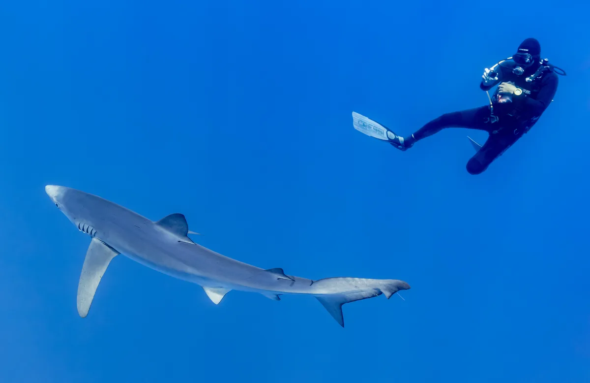 Diving in Portugal — Azores · Pico & Offshore Banks