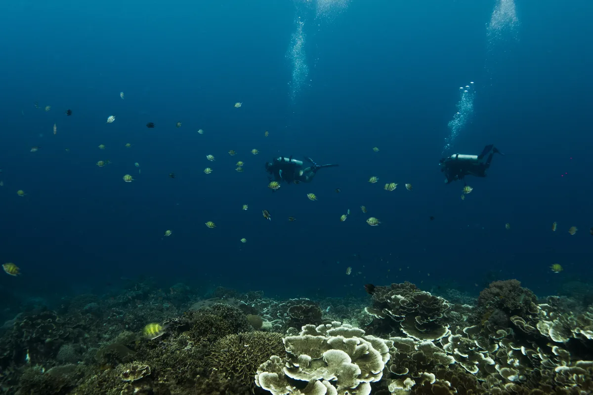 Diving at Balicasag Island