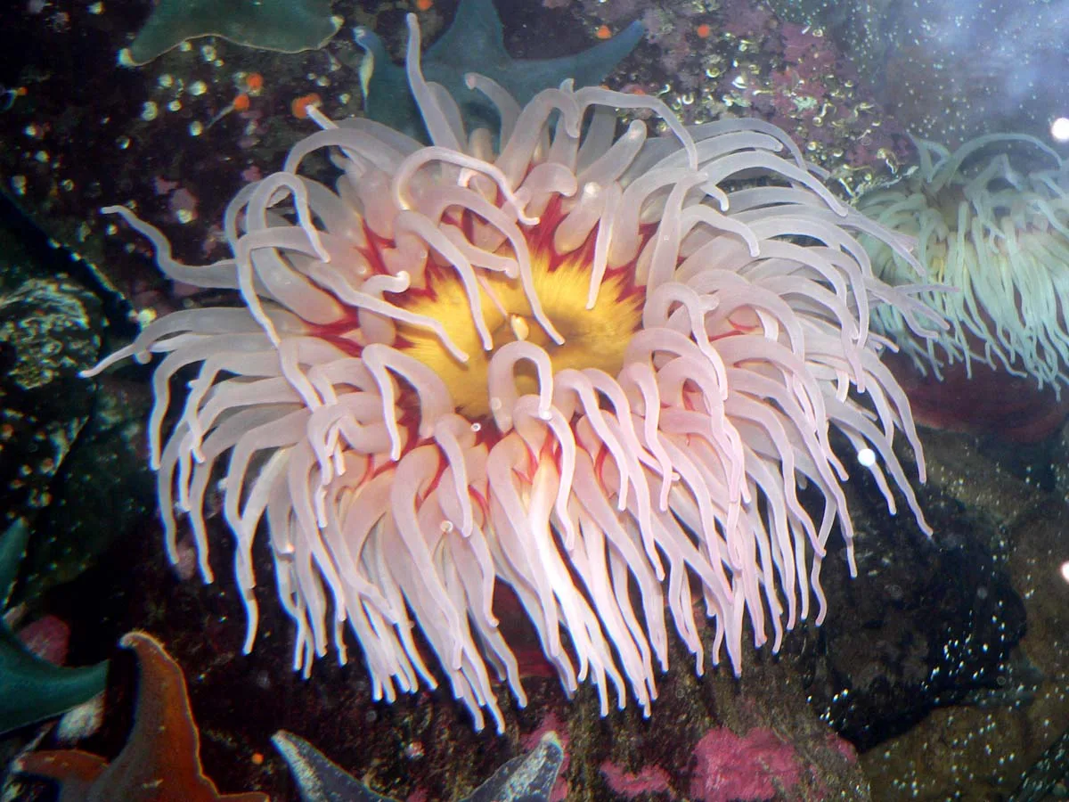 Diving in Canada — Browning Pass · Port Hardy