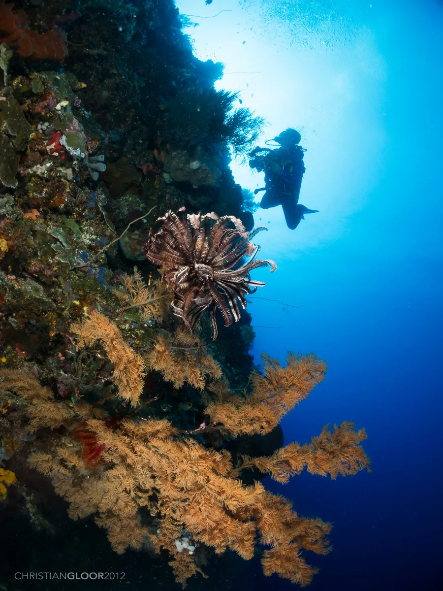 Diving at Bunaken National Park