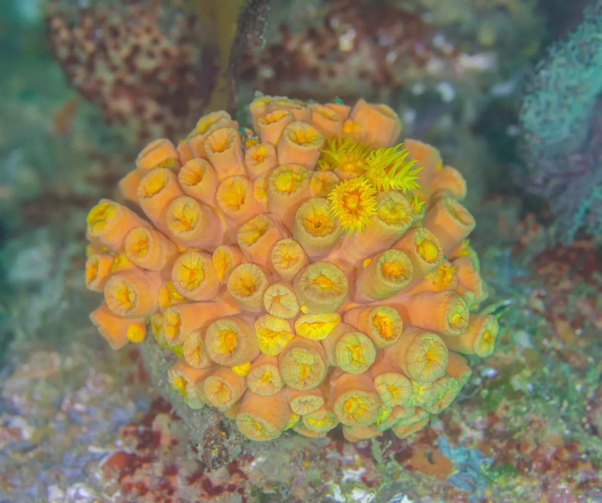 Diving at Cabo Pulmo National Park