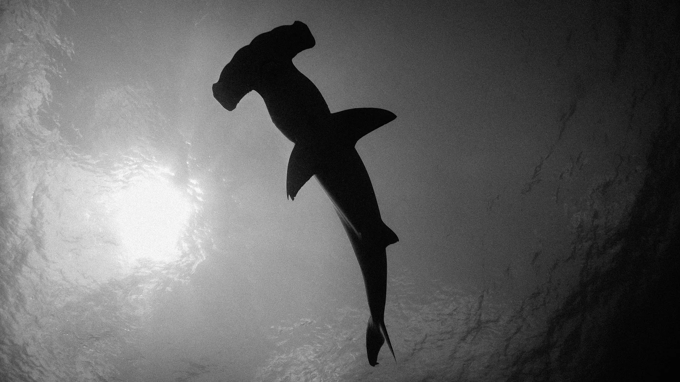 Diving in Costa Rica — Cocos Island · Bajo Alcyone