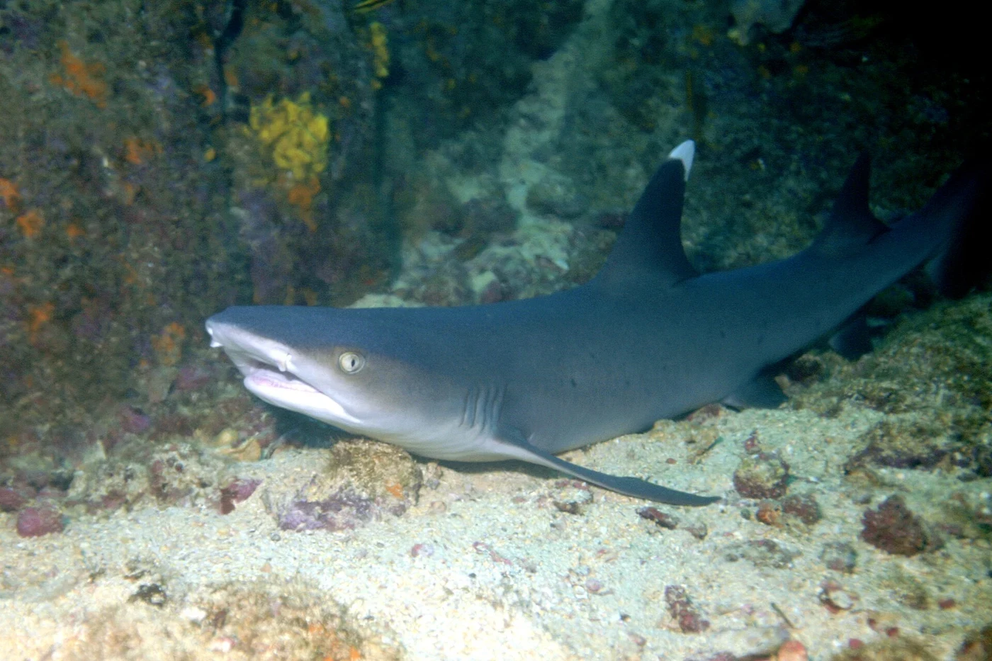 Diving in Panama — Coiba · Pacific Island Reefs