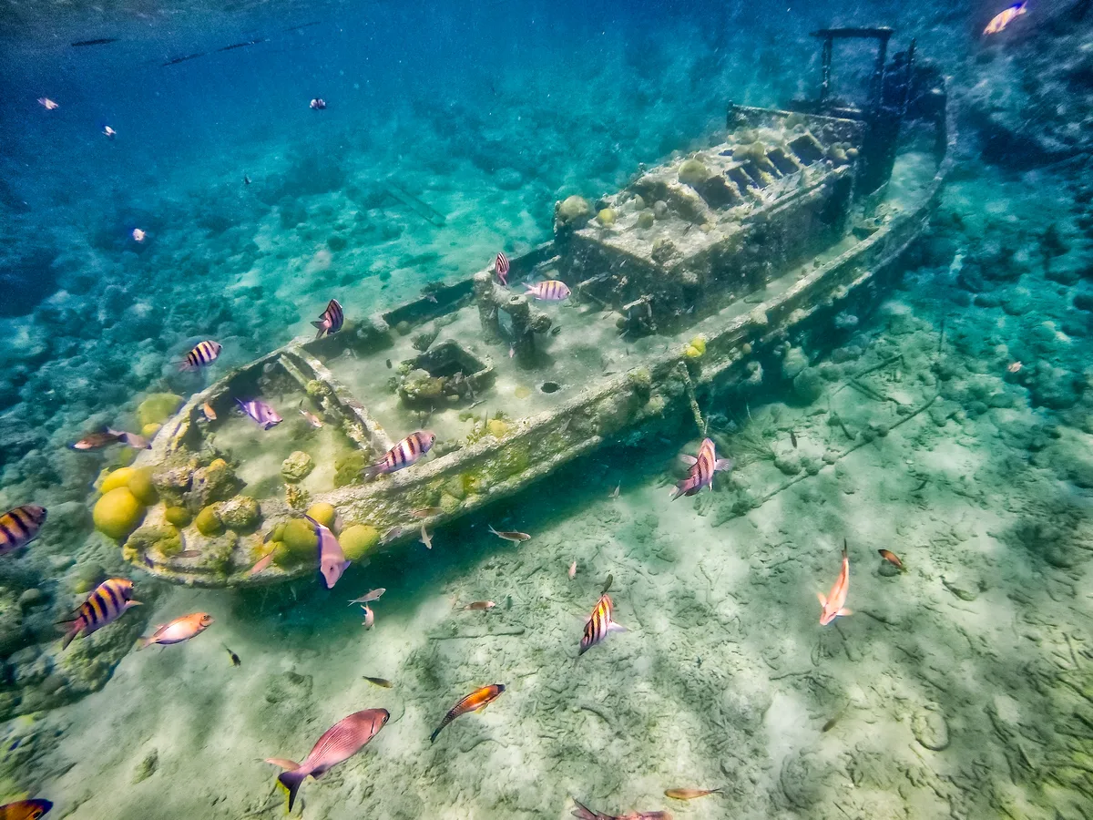 Diving in Curaçao — Curaçao · Mushroom Forest
