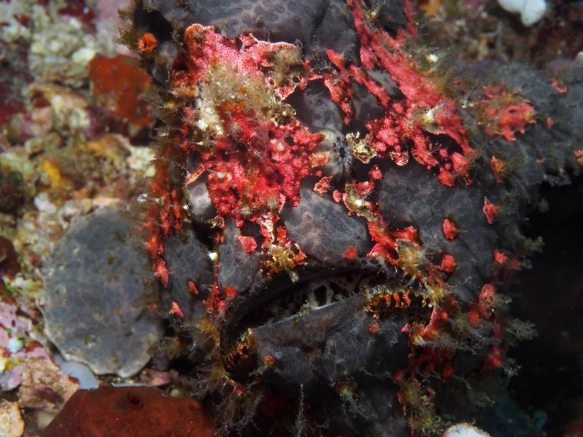 Diving at Dauin · Mainit Muck