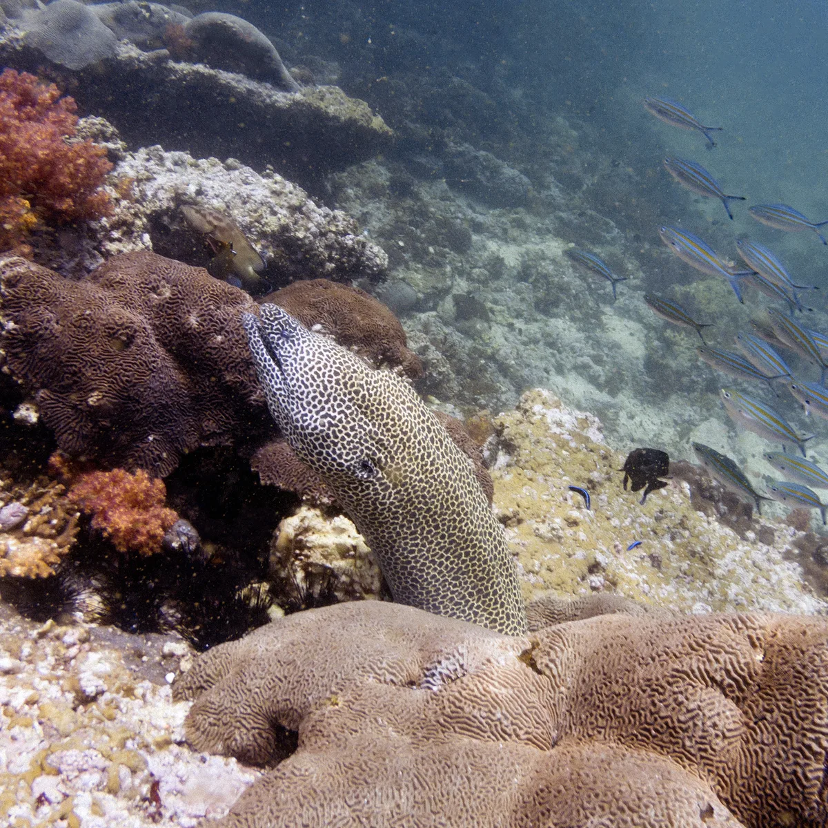 Diving in Oman — Daymaniyat Islands