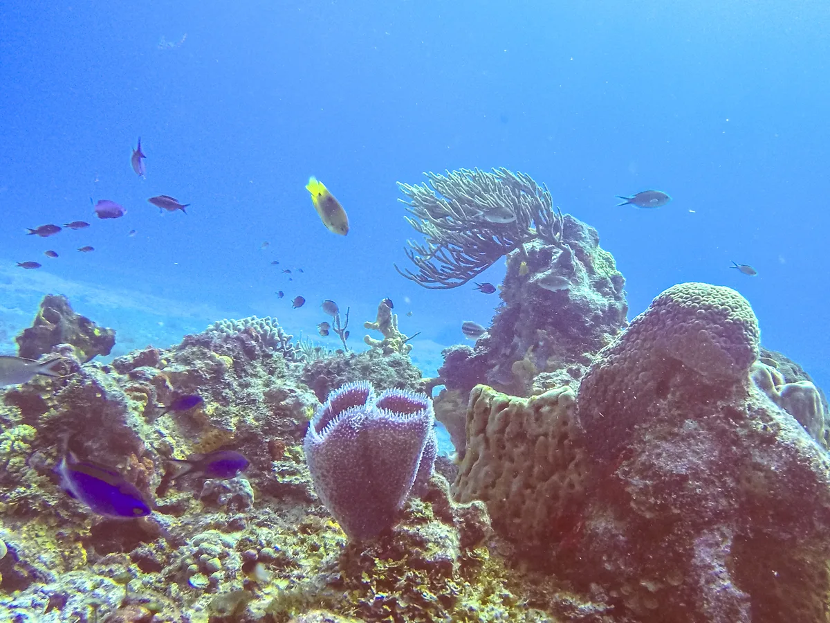 Diving in Dominica — Dominica · Champagne Reef