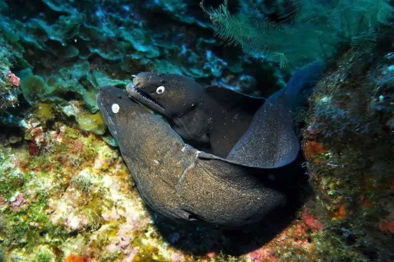 Diving in Spain — El Hierro · La Restinga