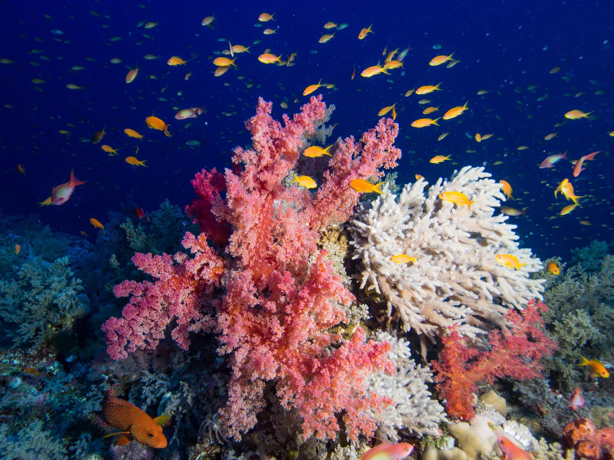 Diving at Elphinstone Reef