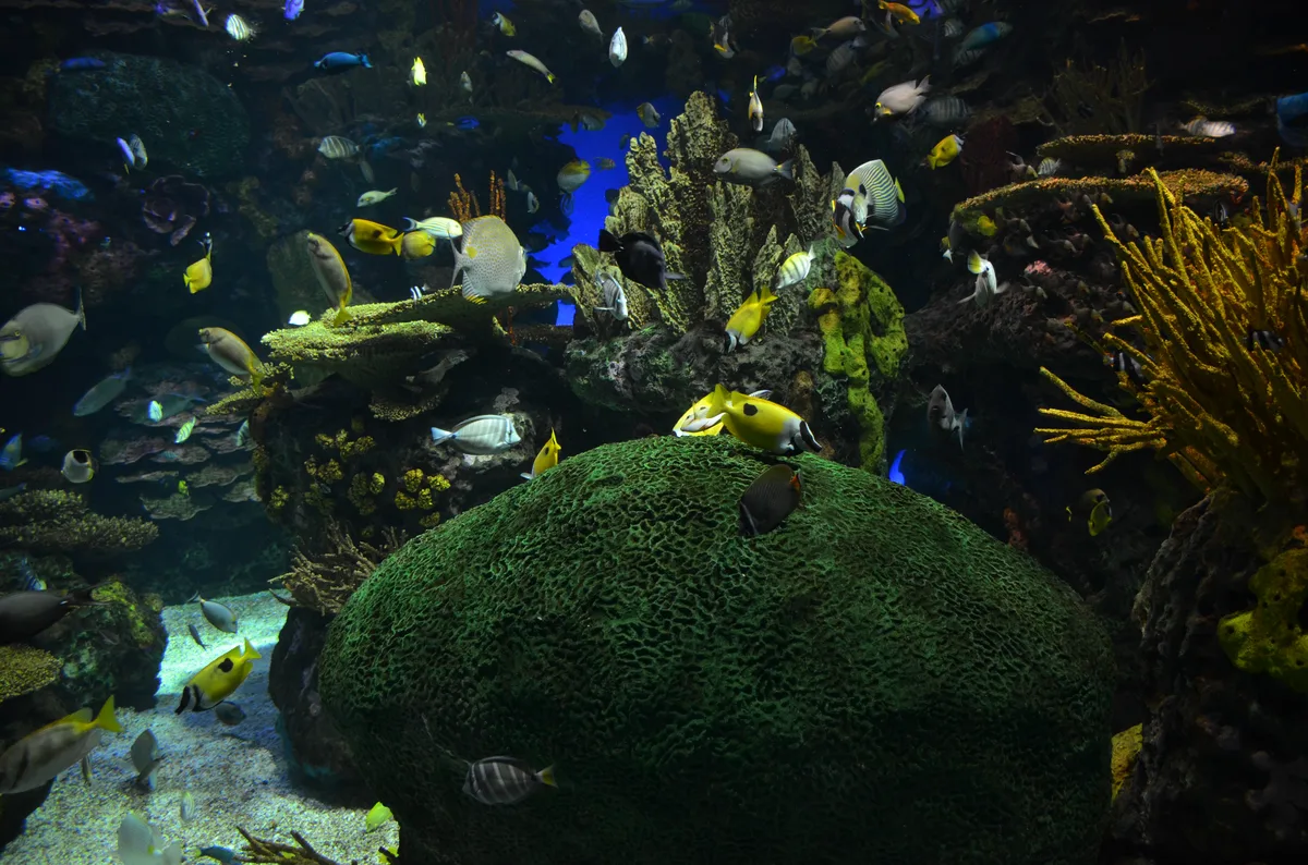 Diving in Fiji — Fiji · Rainbow Reef