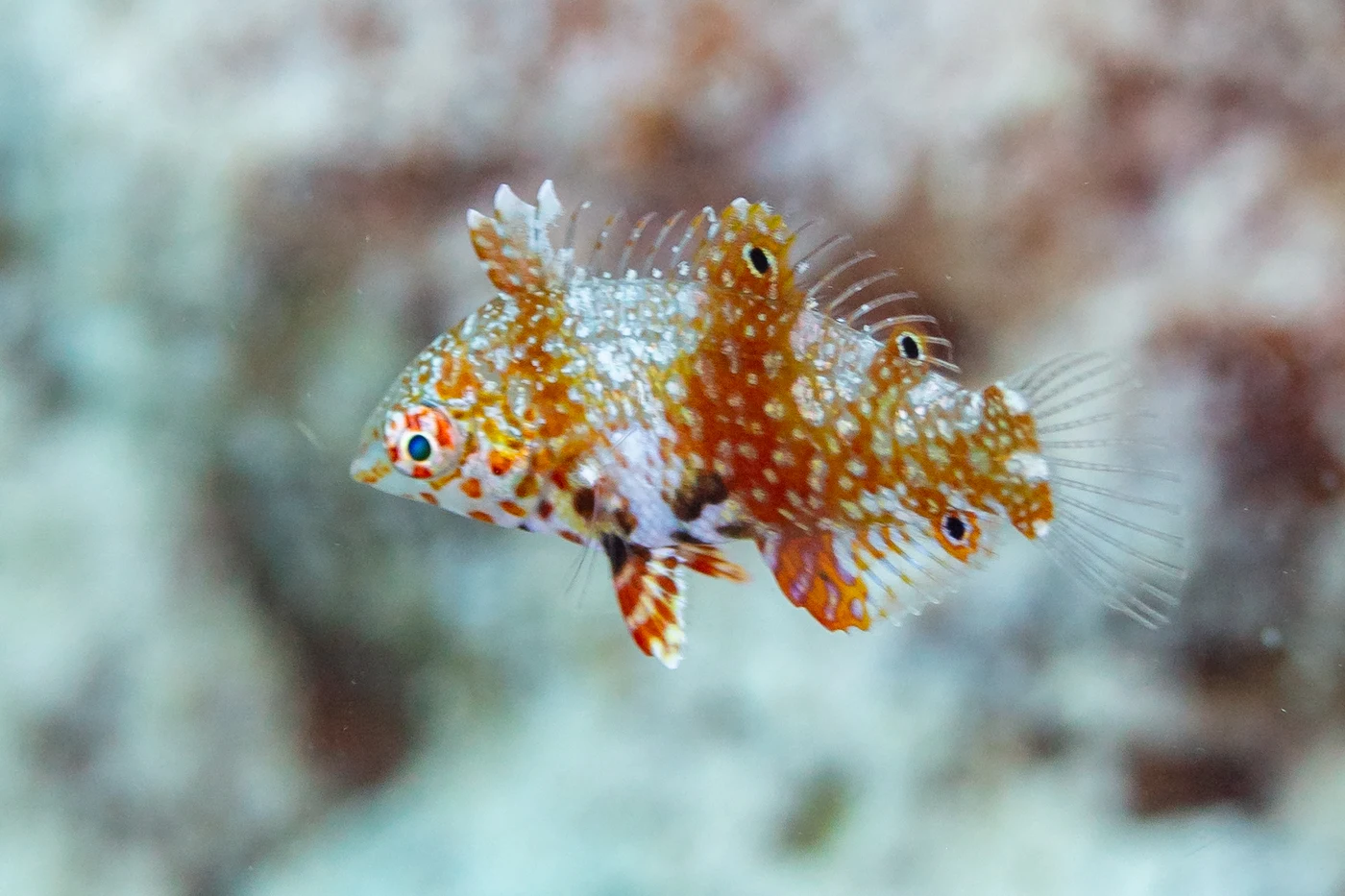 Diving in Mauritius — Mauritius · Flic en Flac