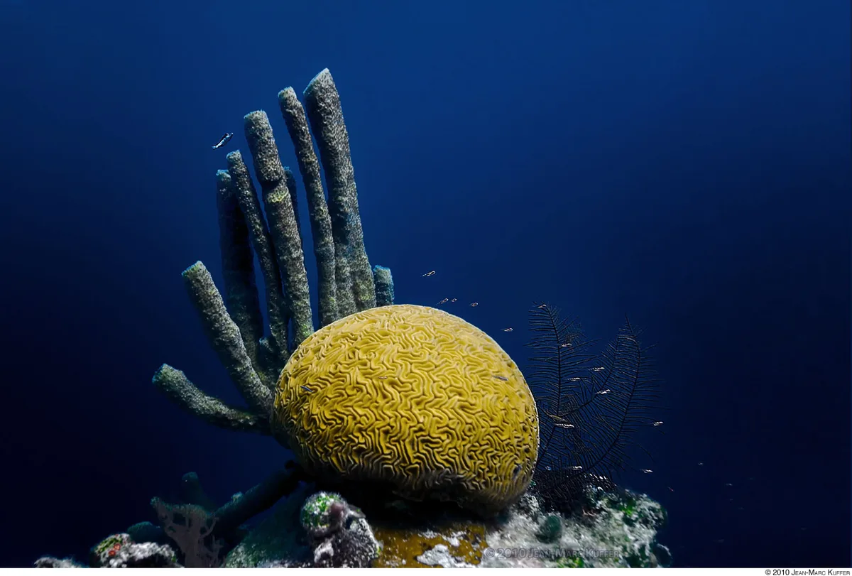 Diving at Great Blue Hole