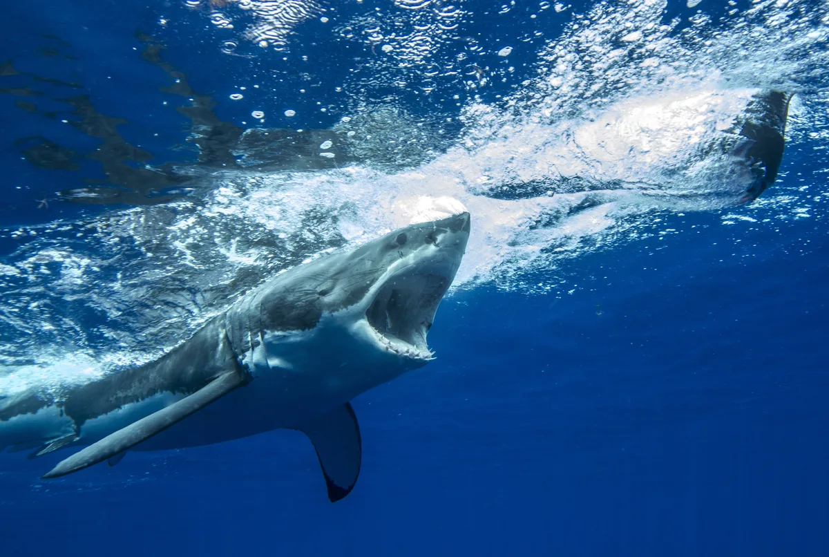 Diving at Guadalupe Island