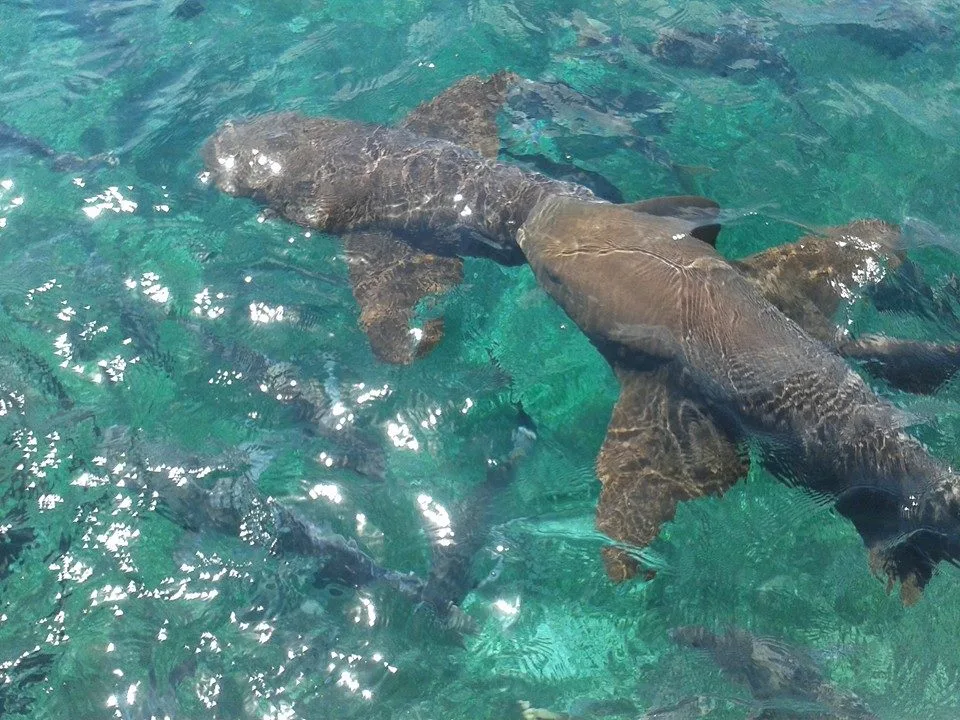 Diving in Belize — Hol Chan Marine Reserve
