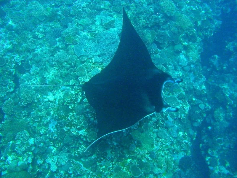 Diving in Japan — Ishigaki · Manta Scramble