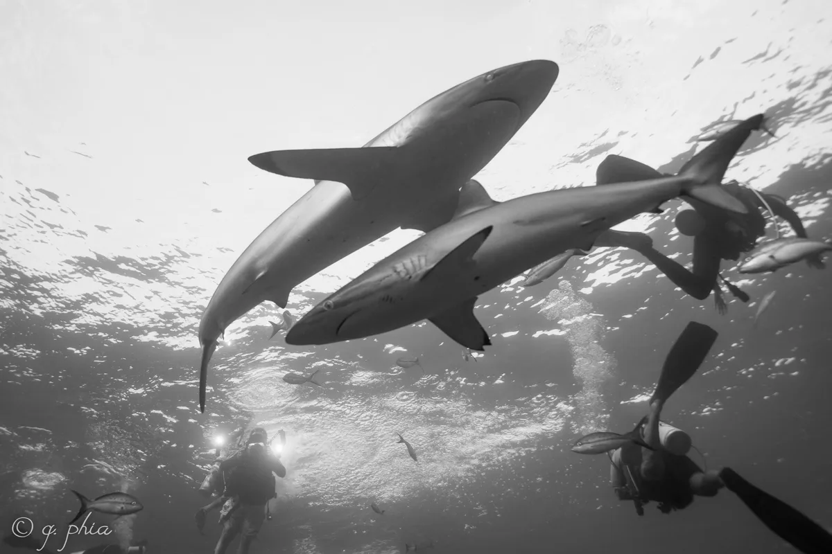 Diving in Cuba — Jardines de la Reina