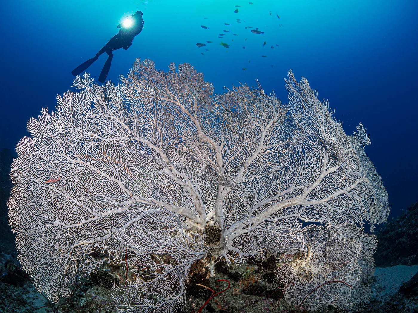 Diving in Taiwan — Kenting · Houbihu