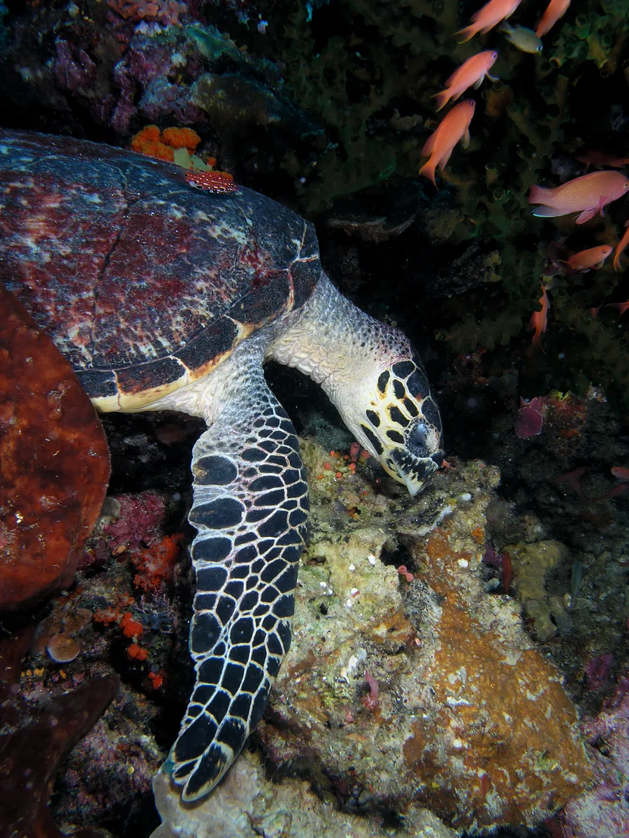 Diving at Komodo National Park