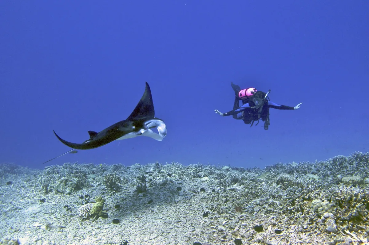 Diving in United States · Hawaii — Kona · Garden Eel Cove