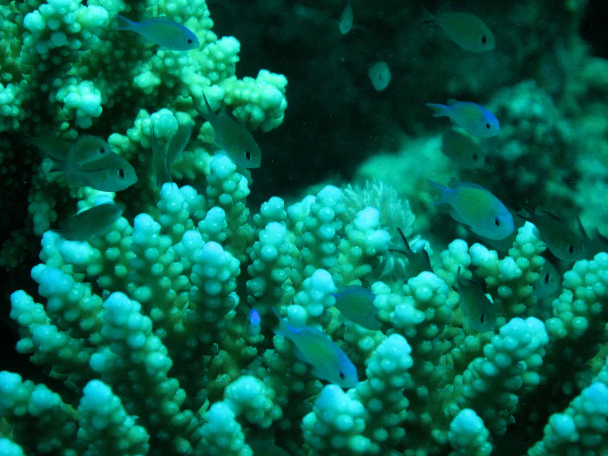 Diving at Marsa Alam · Abu Dabbab