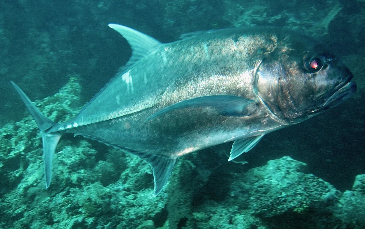 Diving at Menjangan Island