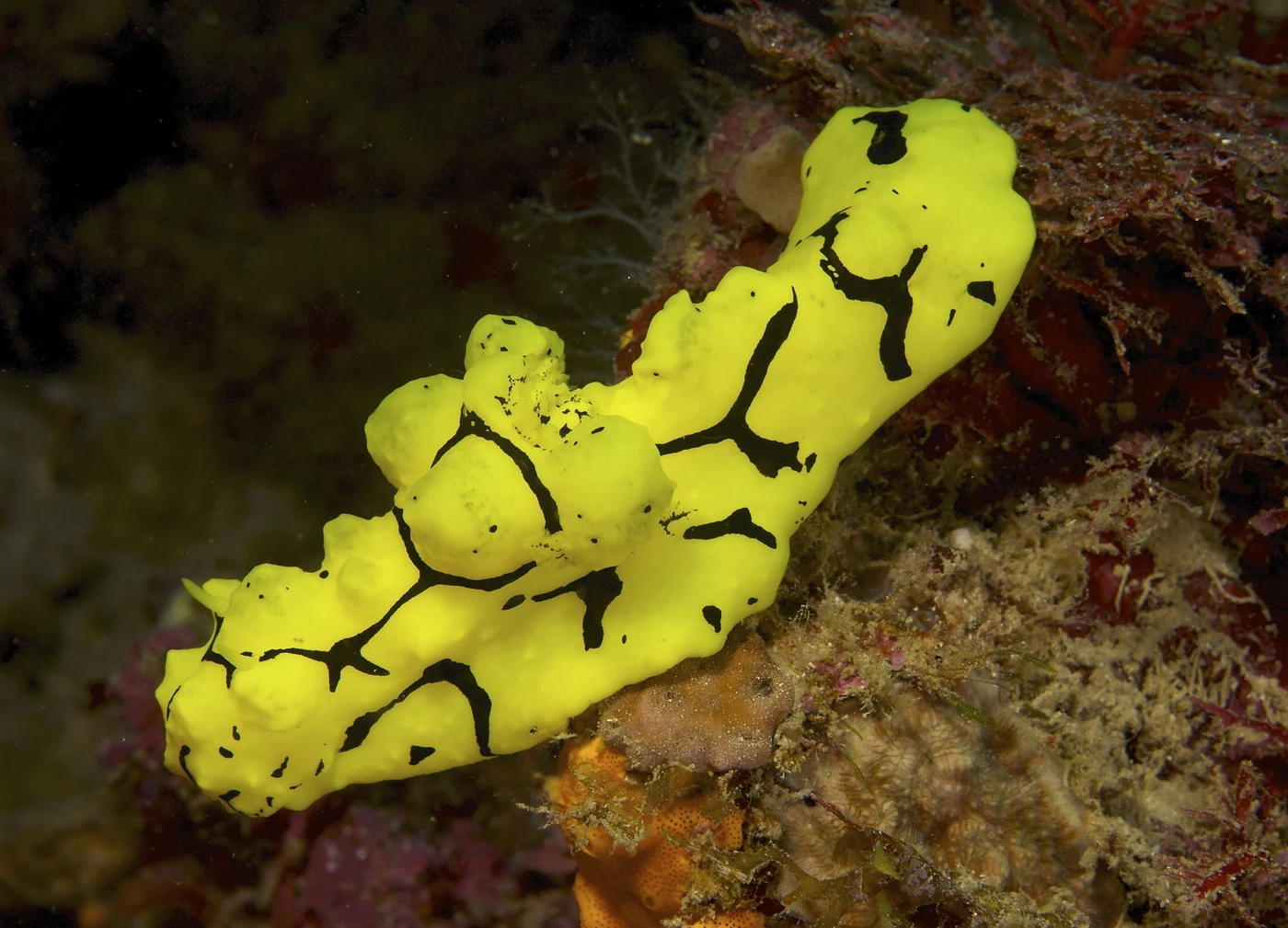 Diving at Milne Bay · Deacon's Reef