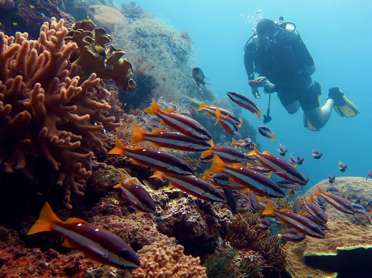 Diving at Misool · Boo Windows