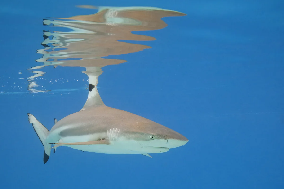 Diving at Moorea · Opunohu Bay