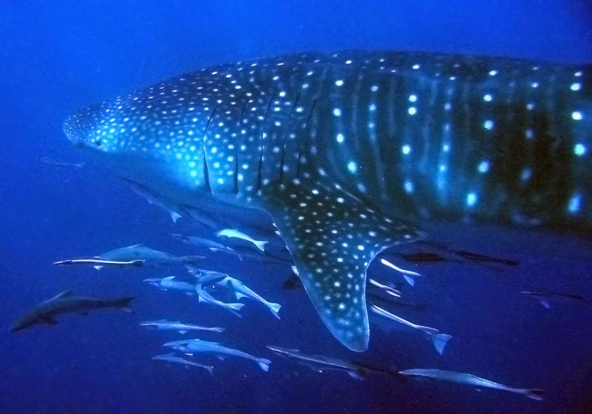 Diving at Ningaloo Reef · Exmouth