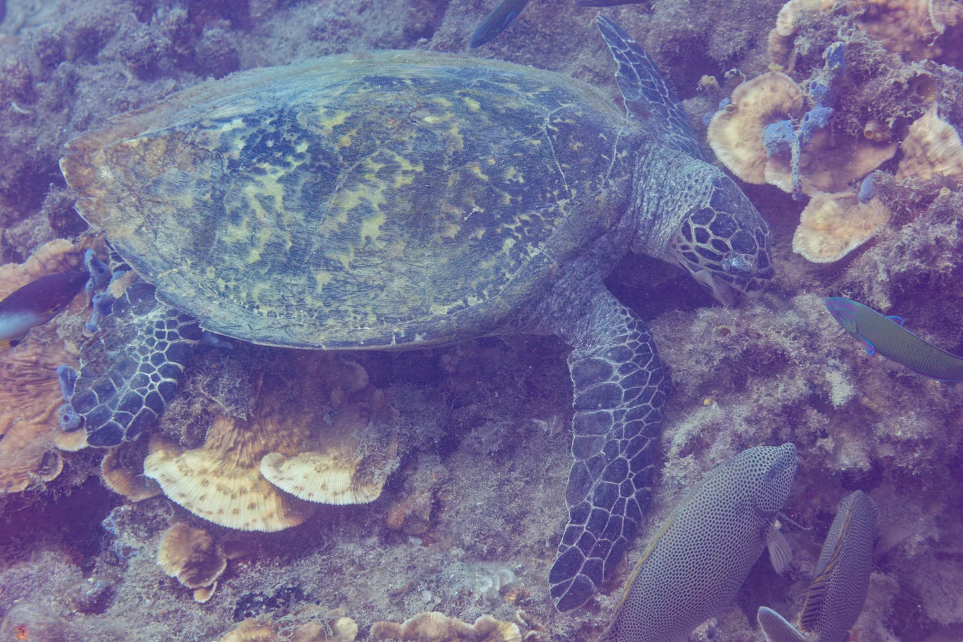Diving in Madagascar — Nosy Be · Nosy Tanikely