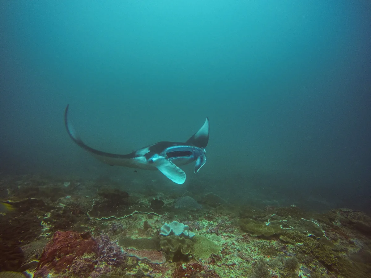 Diving at Nusa Penida
