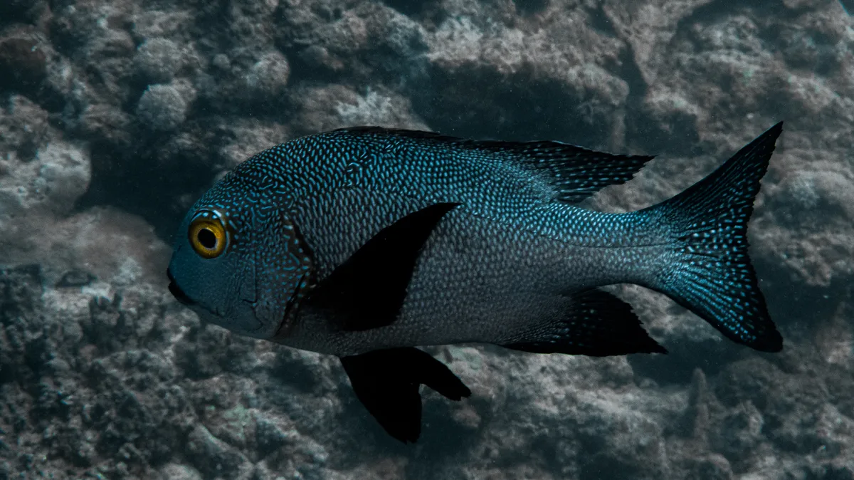 Diving at Osprey Reef