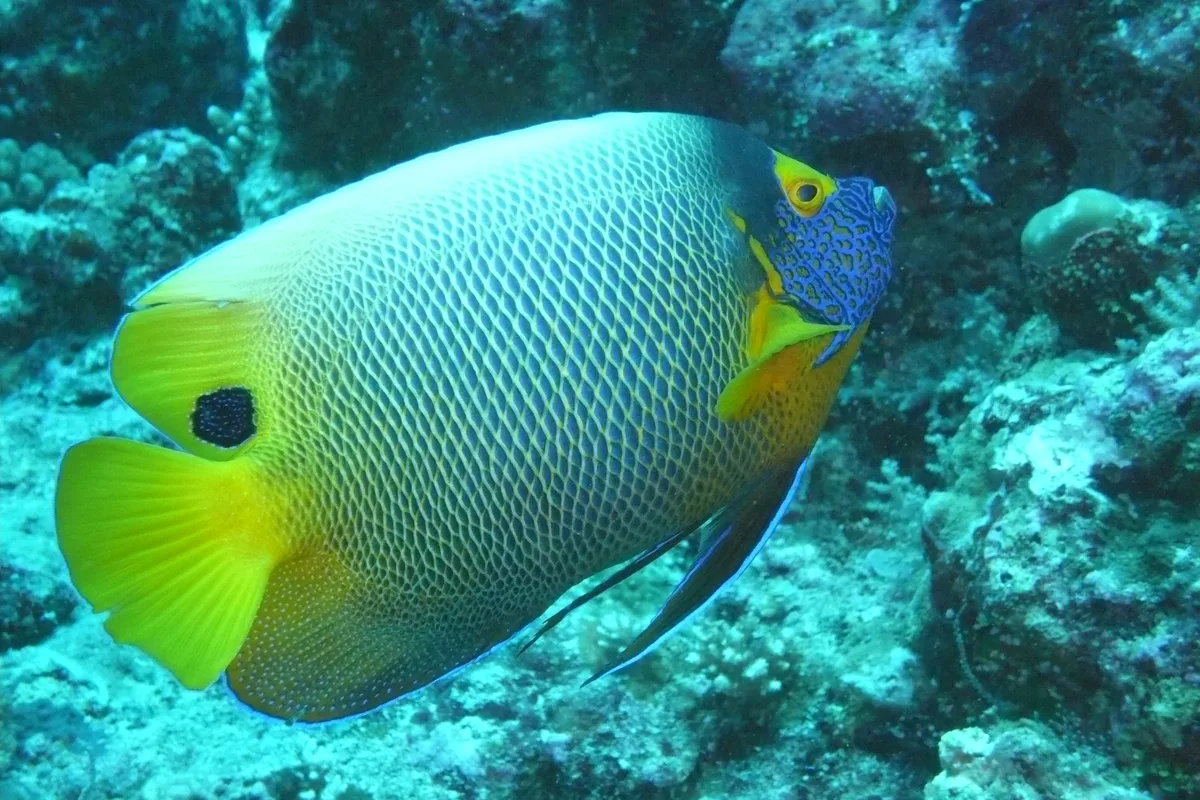 Diving in Palau — Palau · Blue Corner