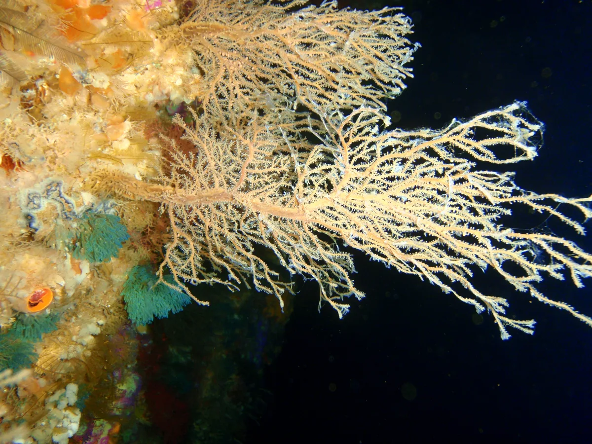 Diving in New Zealand — Poor Knights Islands