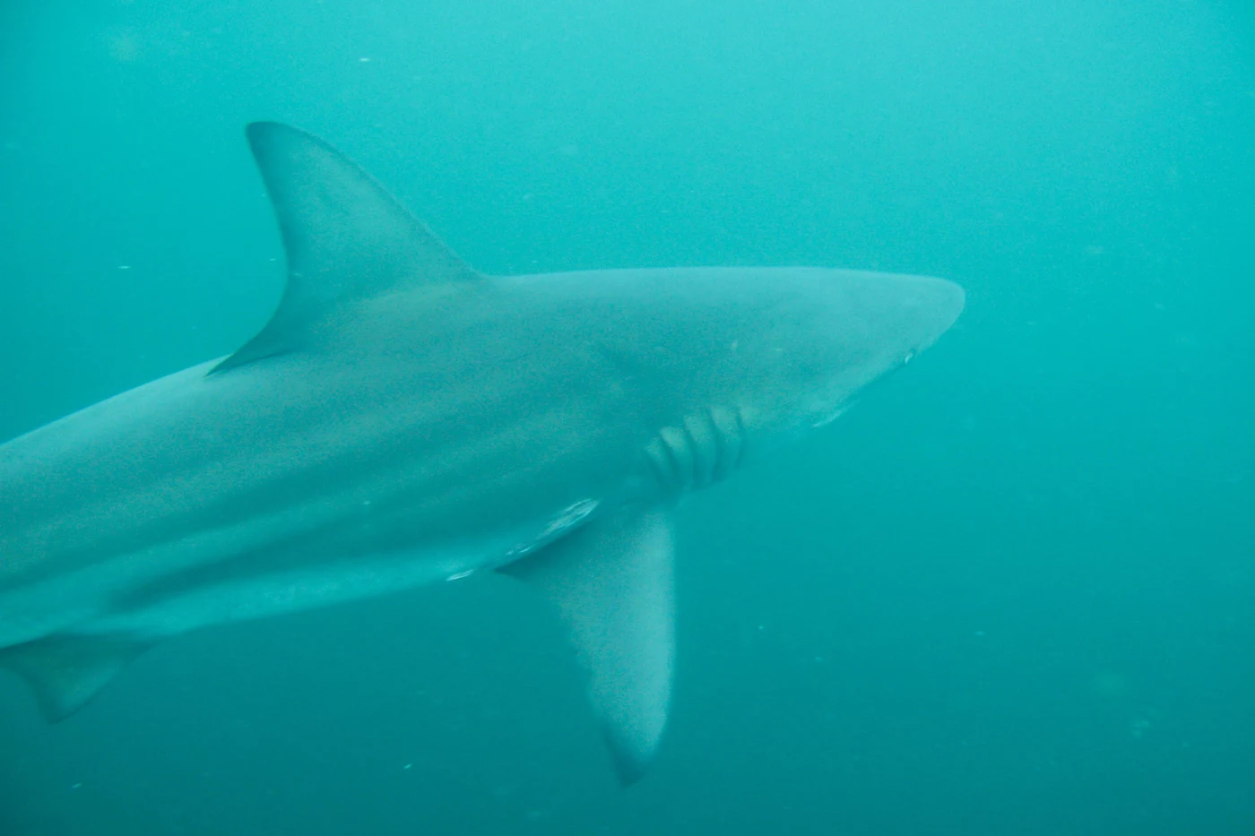 Diving at Protea Banks