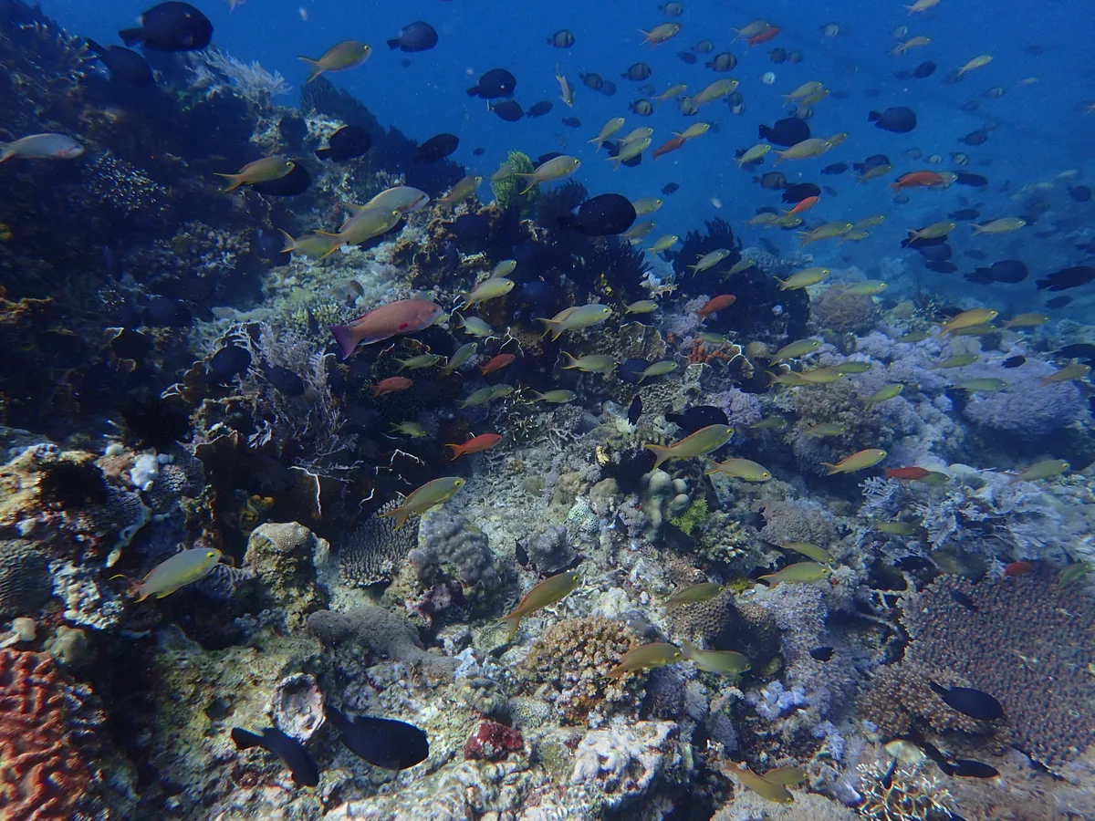 Diving at Puerto Galera · Sabang