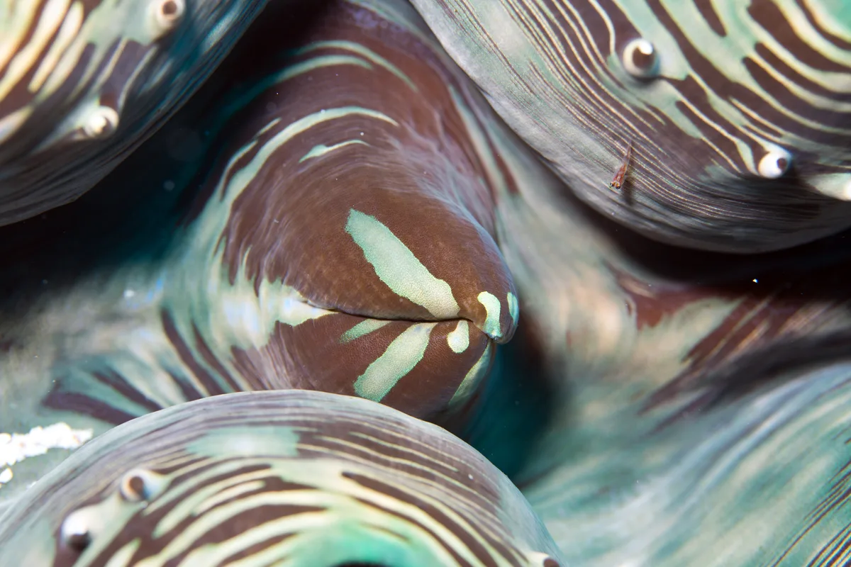 Diving at Pulau Weh · Batee Meureuron