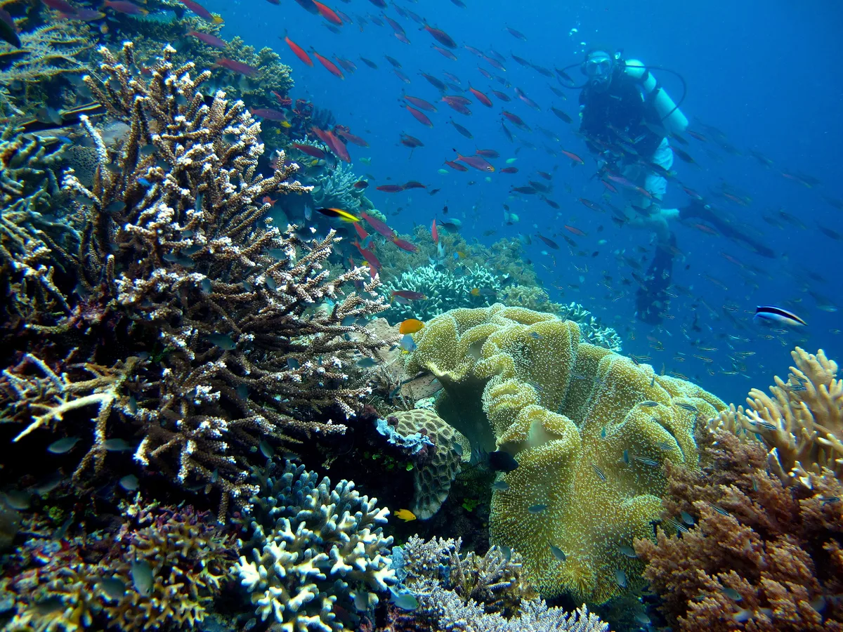 Diving in Indonesia — Raja Ampat · Cape Kri