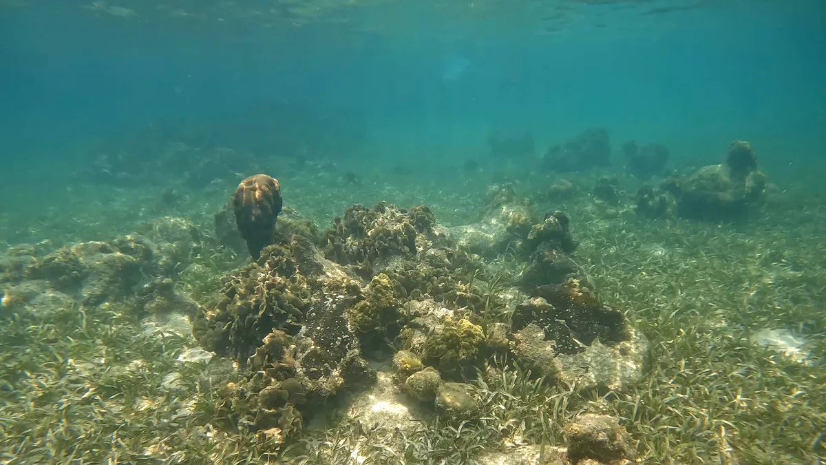 Diving in Honduras — Roatán · West End Reefs