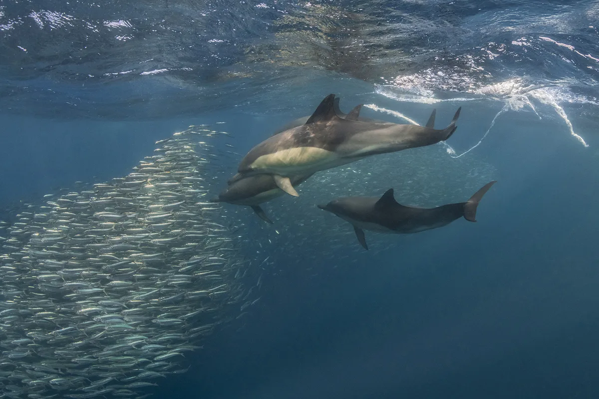 Diving at Wild Coast · Sardine Run