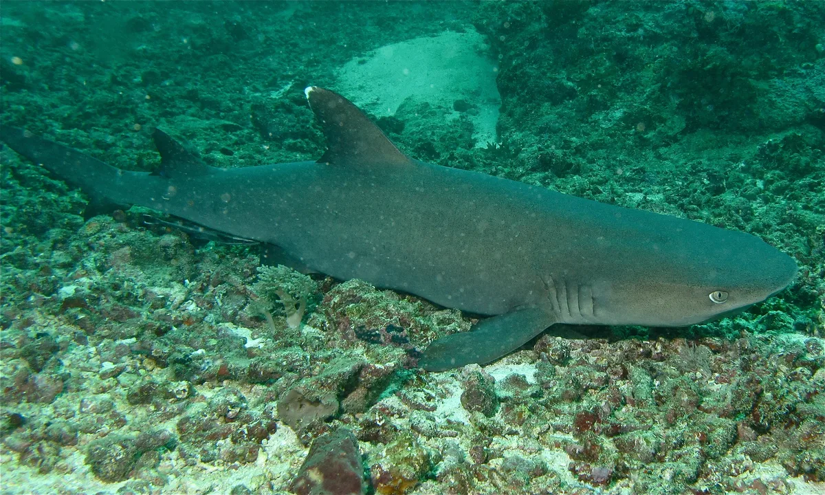 Diving in Malaysia — Sipadan · Barracuda Point