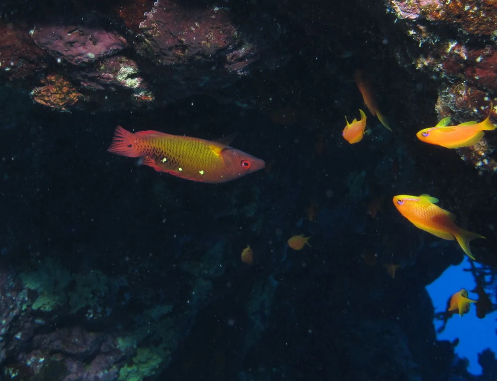 Diving at St John's Reef
