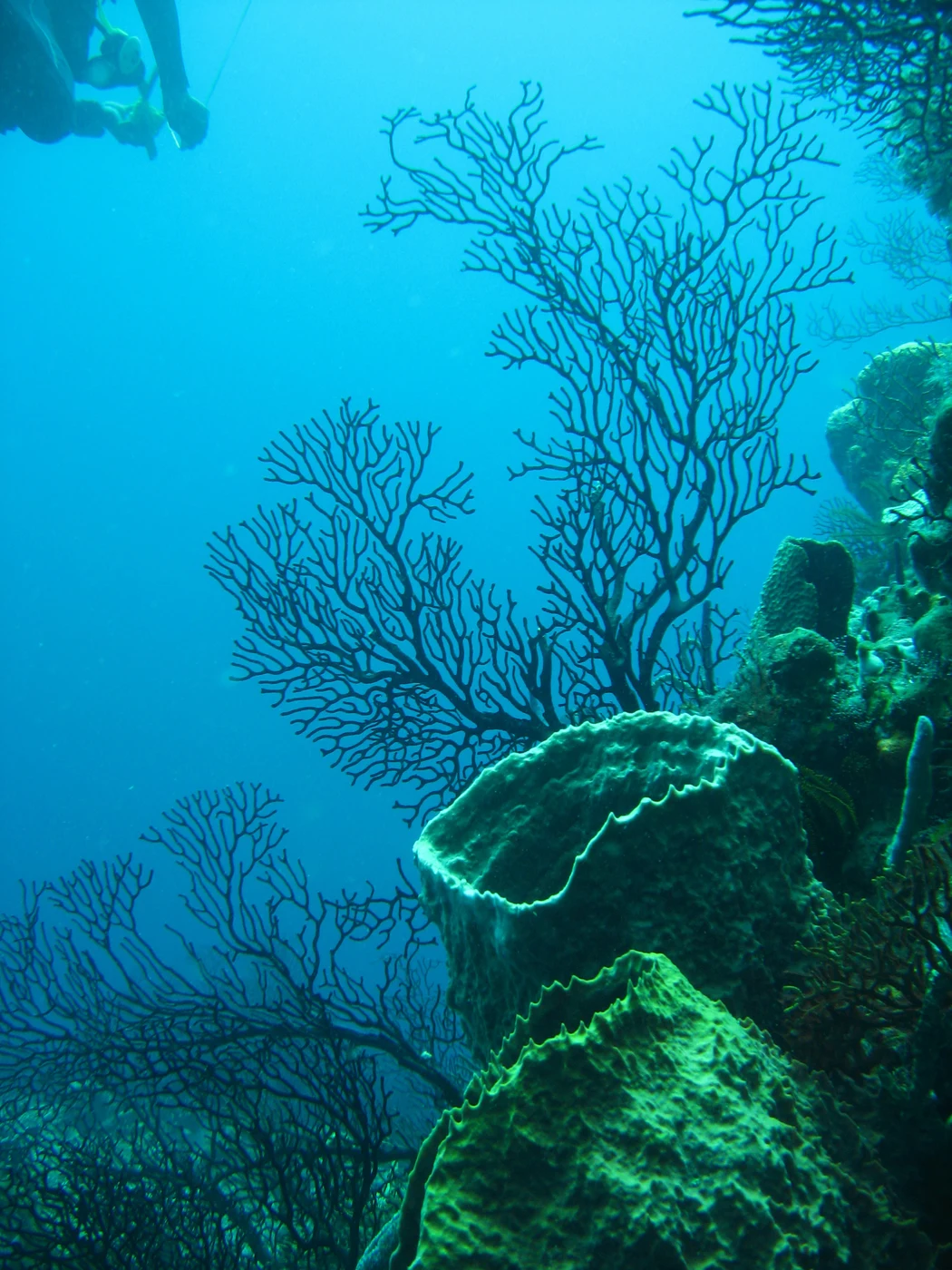 Diving in Saint Lucia — Saint Lucia · Anse Chastanet